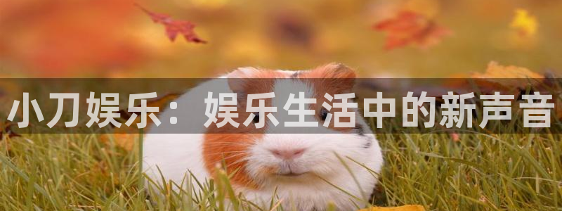 益达娱乐注册官网入口：小刀娱乐：娱乐生活中的新声音